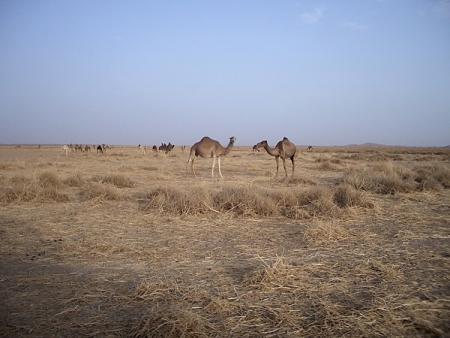 fotp sahara poulizario